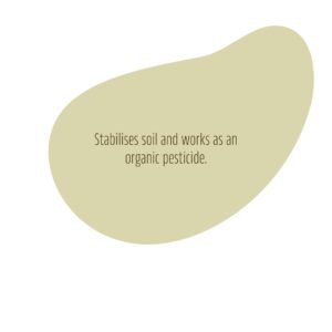 Stabilises soil and works as an organic pesticide.